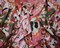 Pink-Red-Multi Cotton-Rayon Floral Printed Lawn Woven Fabric By the Yard